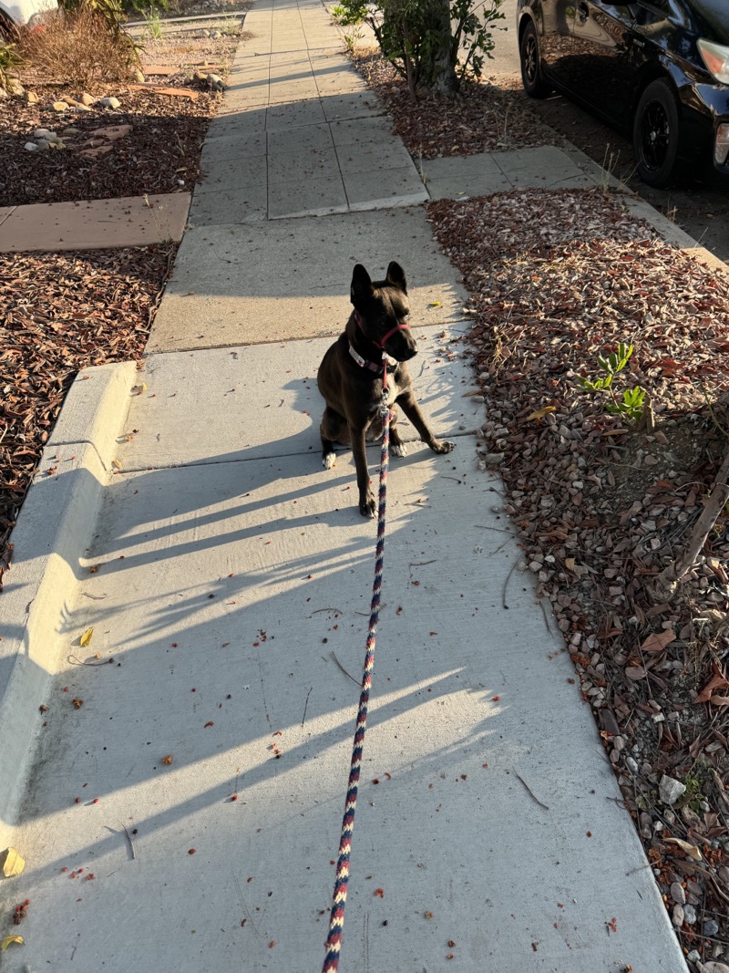 A picture of a black dog named Bowie sitting, taken on August 3 2024 at 7:09 am